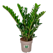 Zamioculas